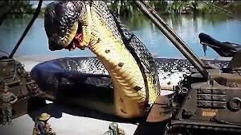 The world's longest snake, the giant anaconda, was discovered in the Amazon River.