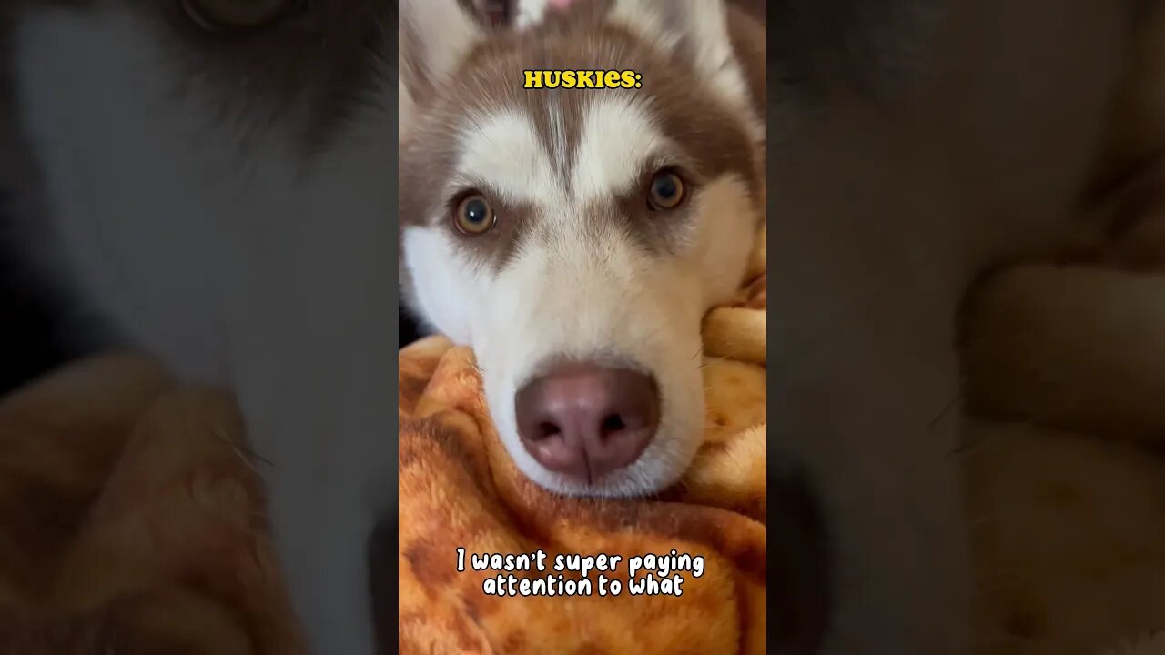 Every Husky ….