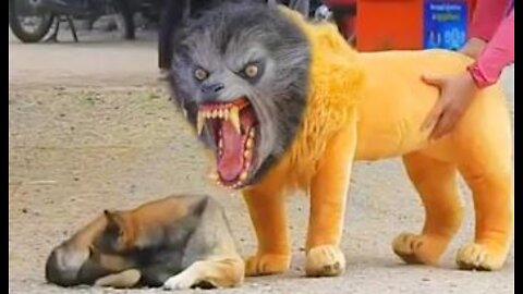 Fake Lion and Dog Prank