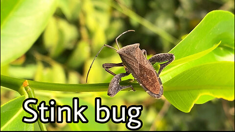 Stink bug