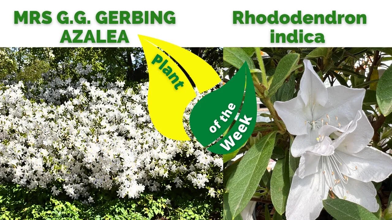 MRS G G GERBING AZALEA | Rhododendron indica