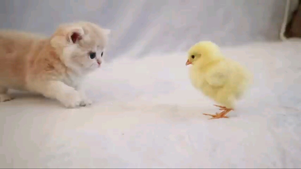 kittens_walk__witha_tiny_Chicken(48...