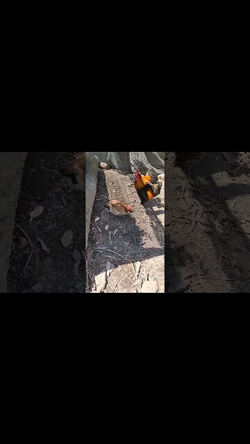 Rusty and Forest, forest is having a dust bath , and some time away from her babies