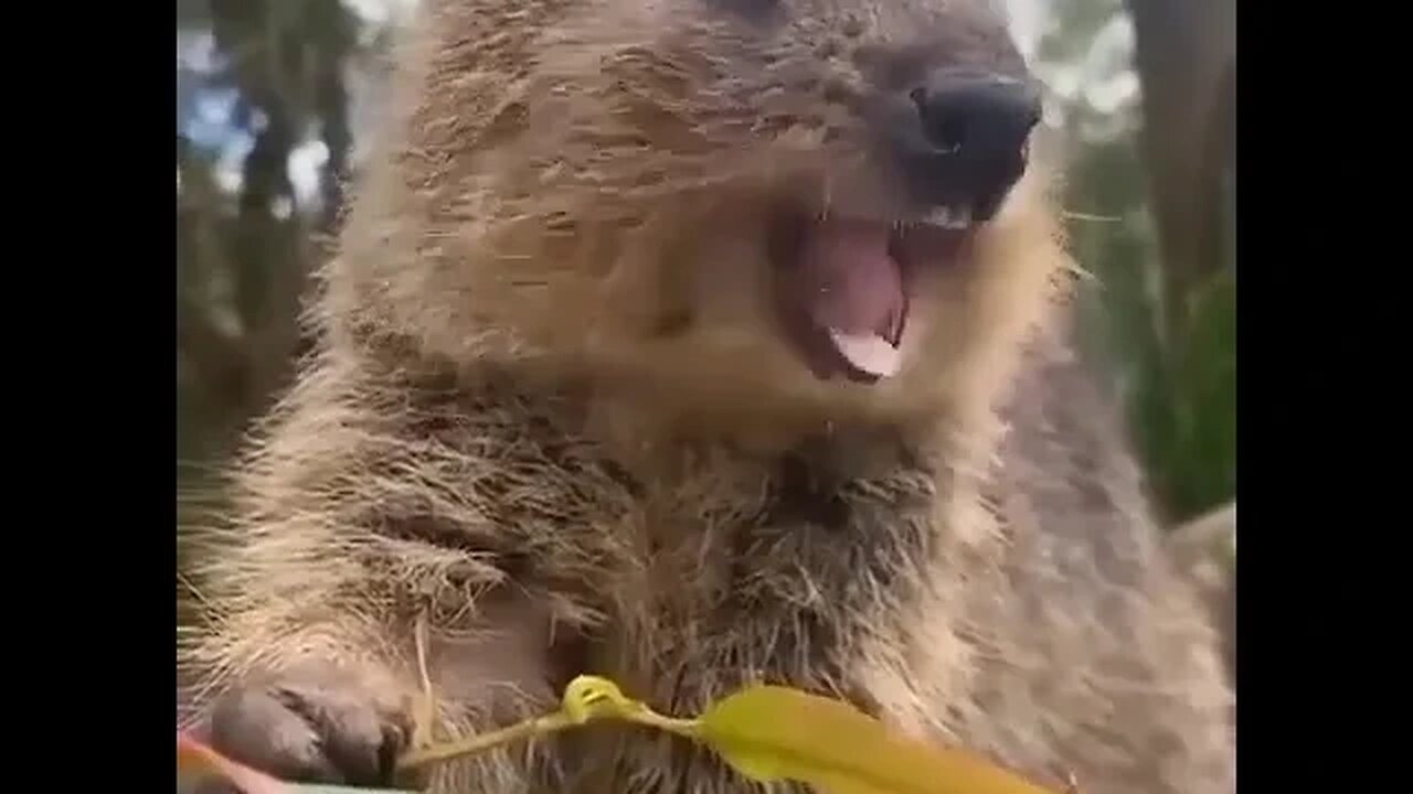 Cute funny Quokka -164