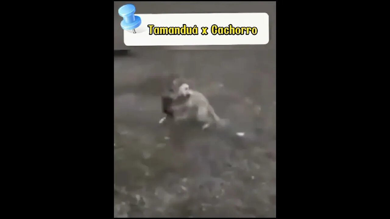 Tamanduá atacando cachorro #shorts