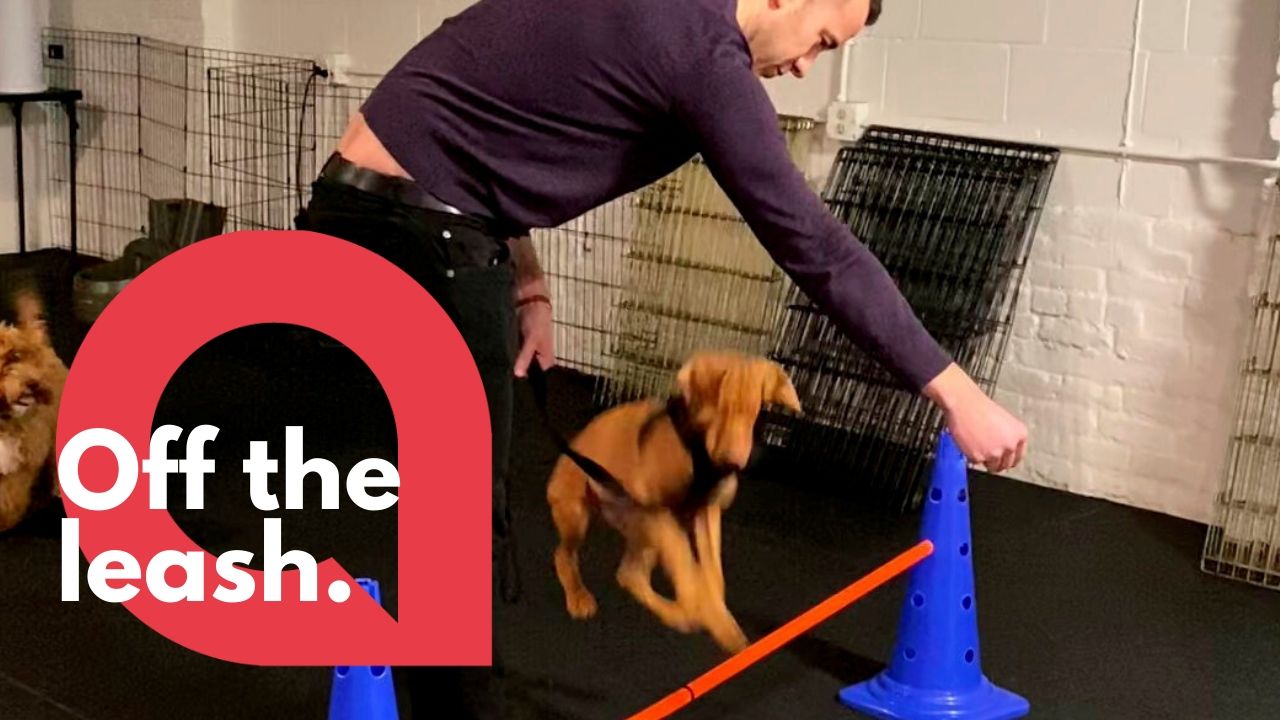 Dog hilariously tries and fails to jump over obstacle at puppy training class