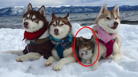 3 Huskies Become Best Friends With A Cat After Saving It From Dying