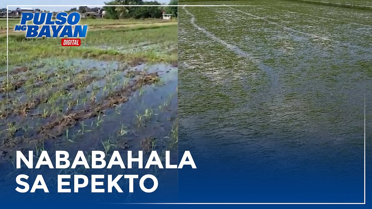 Ilang grupo ng magsasaka, nababahala sa epekto ng bagyong Aghon sa agrikultura –FFF