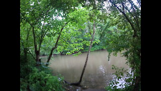 Creek and a neighbor’s dog