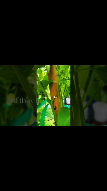 Electroculture update...the growth of the tomatillos in the Pixie's Potager. #electroculture #garden