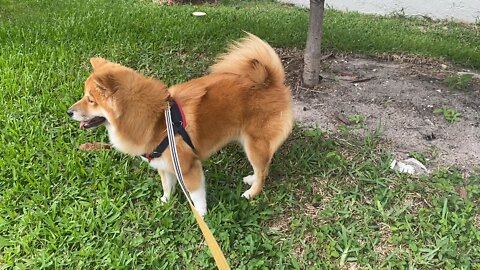 Shiba Inu caught in sudden rainstorm! Run, Ricky, Run!