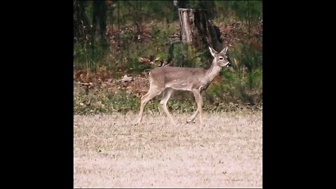 Deer out in the field