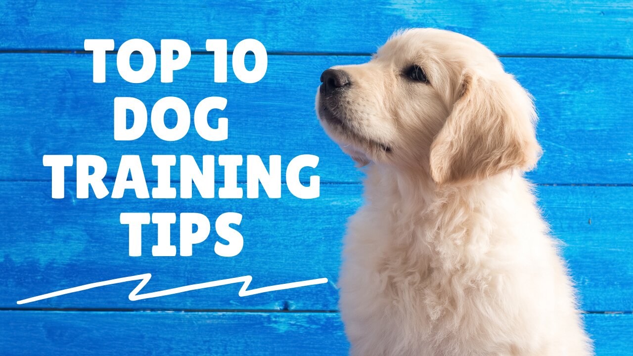 Top 10 Dog Training Tips You Must Follow