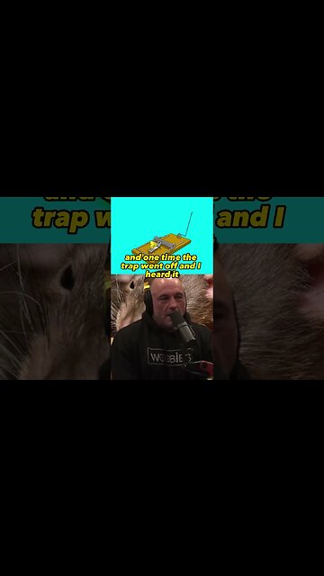 The Brutal World of Rats: An Eye-Opening Encounter - Joe Rogan & Dan Flores #JRE #1975