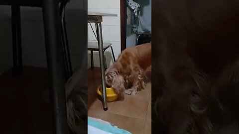 dogshow golden, shorts