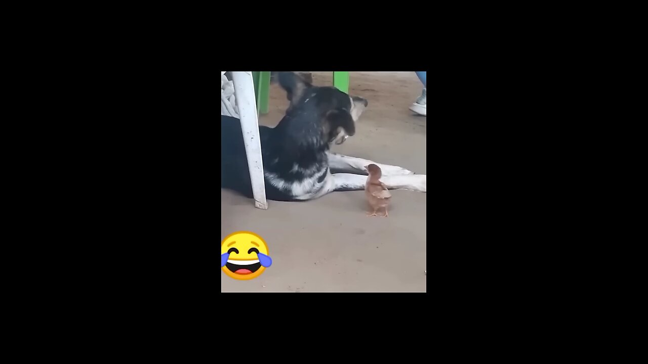 Funny animal ]