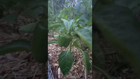 OMG Oh My Garden Garden tour in under a minute #garden #gardening