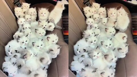 I found a group of great cats.