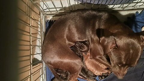 milk drinking OBI2023 BABY PATTERDALE TERRIERS day 4: Irish bull&terrier BSL hunting working fell