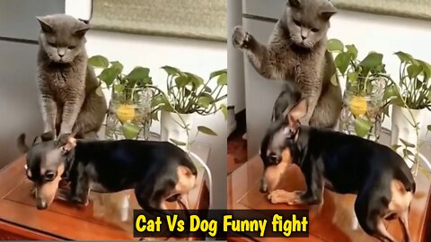 Cat vs dog full mood fight