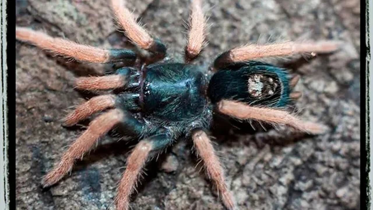 K brunnipes dwarf pink tarantula care sheet and rehousing