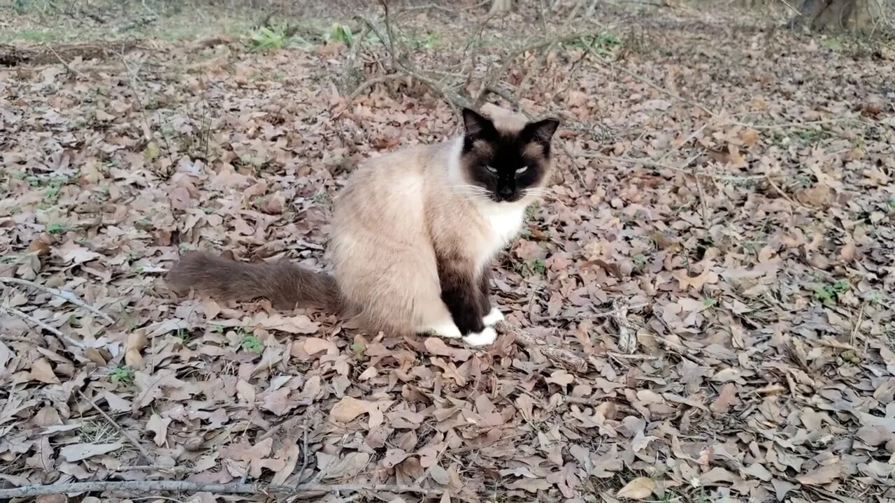 Wildewood Cat Colony Sally Full Belly