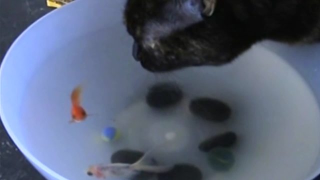 "Strange Friendship: A Cat, The Fish And Their Mutual Bowl"