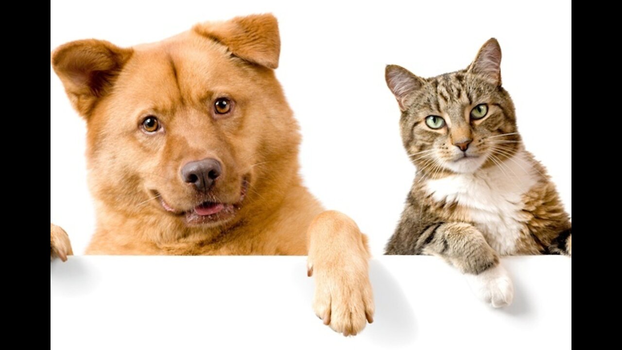 Cat and dog