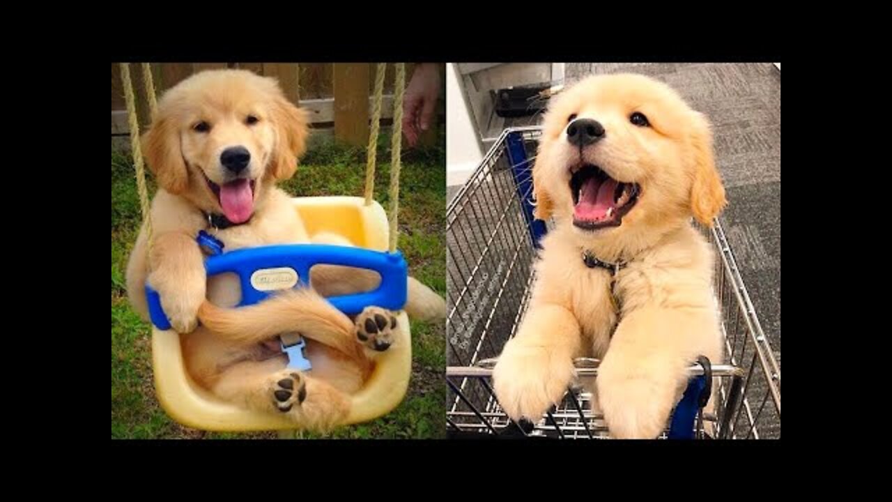 Baby Dogs - Cute and Funny Dog Videos Compilation