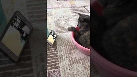 Кот танцует под музыку.