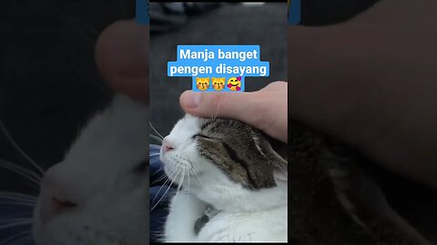 Kucing manja pengen disayang #short #kucingmeong #kucinglucu #cats #cat #kucingimut #kittensmeowing