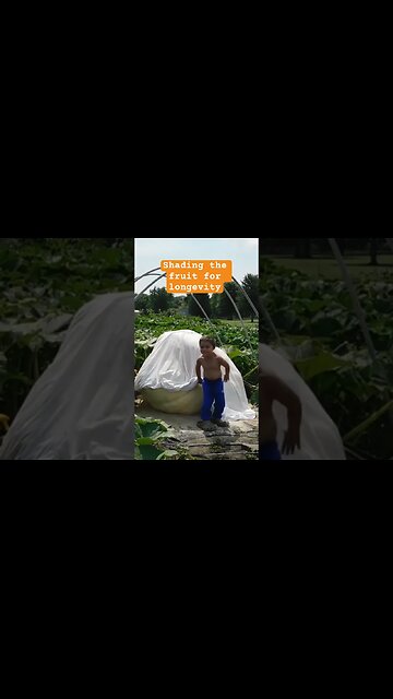 “Don’t you Grow! No Ugly Pumpkin”