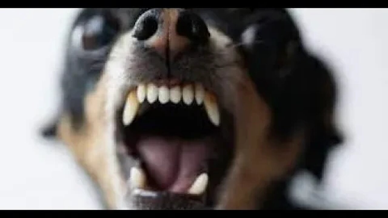 The Dog who bites you