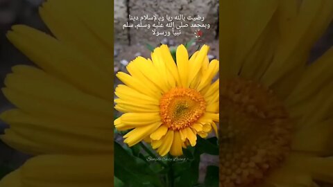 SUBHAN ALLAH 💝|Tasbeeh|Flowers|Garden|Beauty|Autumn
