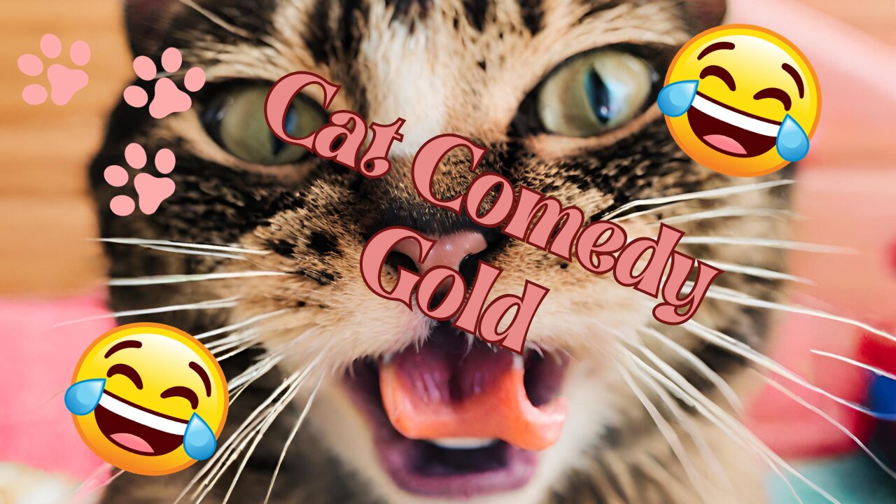 Purr-fectly Hilarious: The Comedy Chronicles of Cats