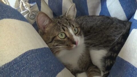 A Lazy Kitten