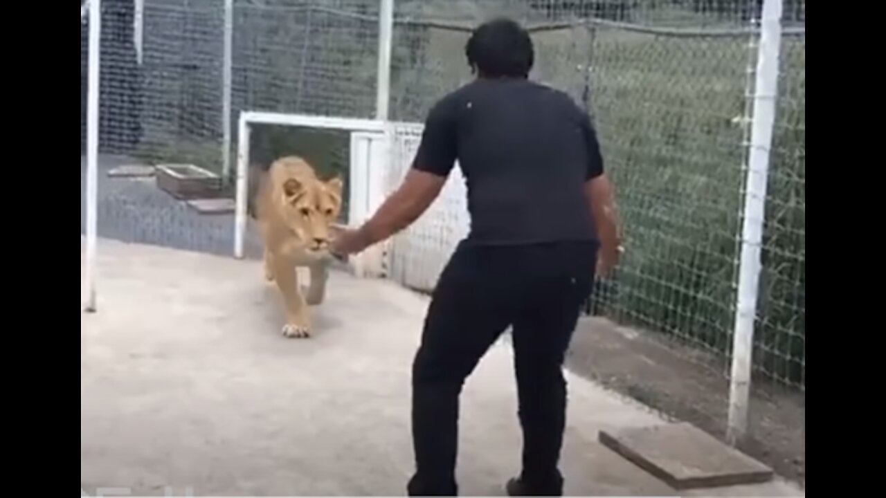 Lion Sees Her Adoptive Dad After 7 Years...