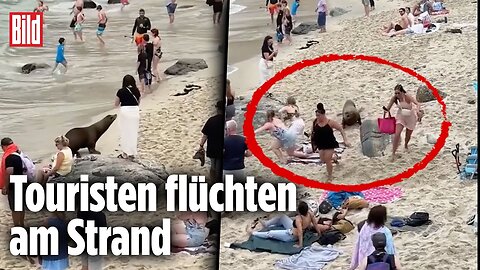KALIFORNIEN: Wilde Seelöwen-Jagd
