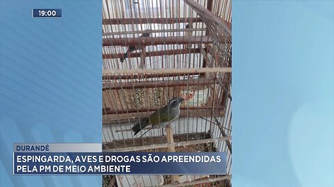 Durandé: Espingarda, Aves e Drogas são Apreendidas pela PM de Meio Ambiente.