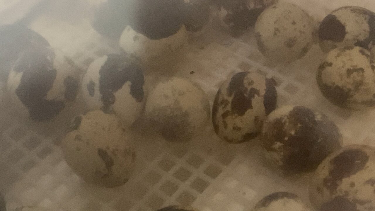 Ramblings while watching a quail hatch out of an egg