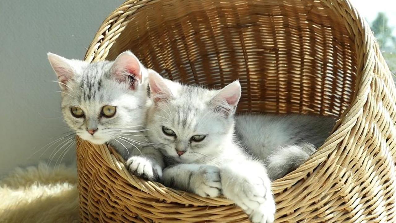 Neuter Your Male Kitten by Five Months of Age