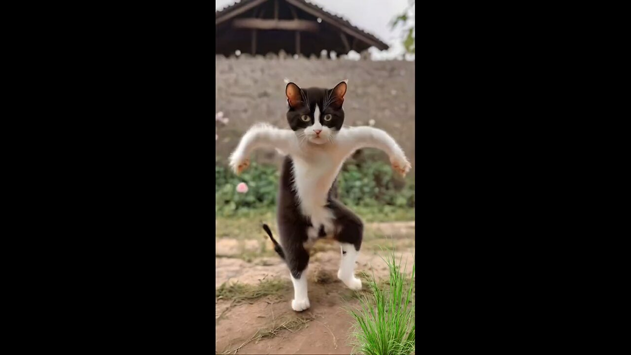 cute cat dancing