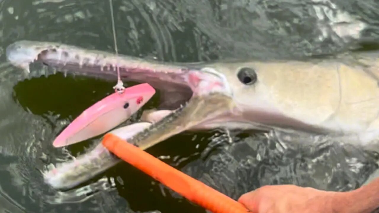 Catching Alligator Gar On Lures 🦖