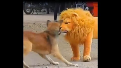 Lion and Tiger Prank To dog