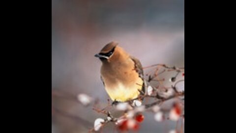 Redpoll Bird Nature