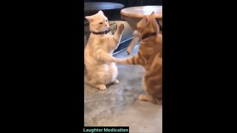 Funny Cats and dog video
