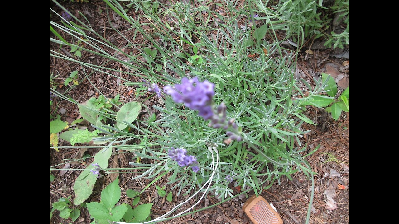 Compassion Lavender July 2021