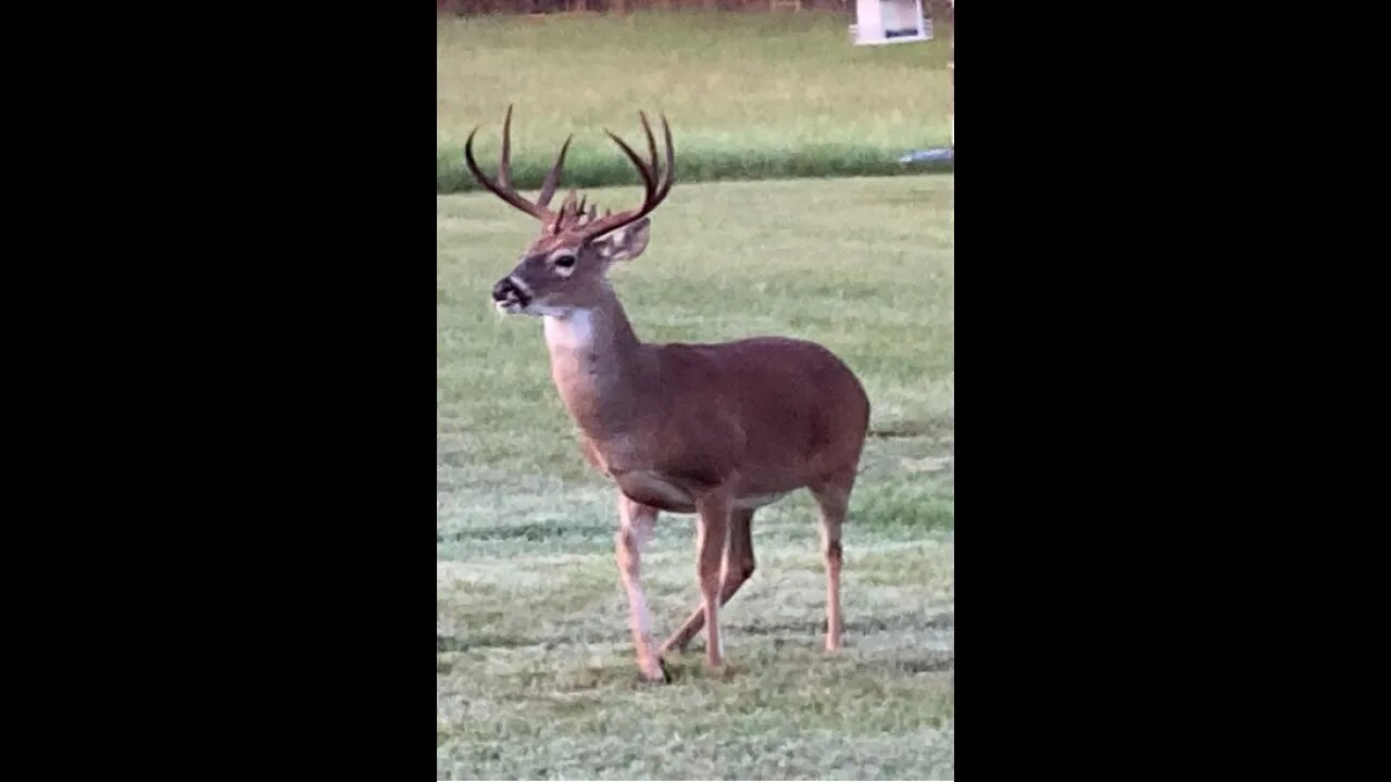 Deer Mates