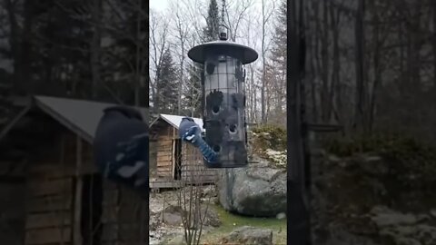 Blue Jay at Bird Feeder #shorts #youtube #subscribe