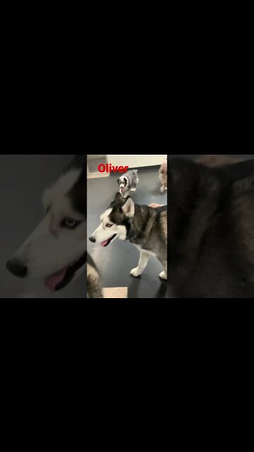 [Shorts 0156] OLIVER [#dogs #doggos #doggos #puppies #dogdaycare]